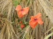 K640Git-223-Klatschmohn-am-Getreidefeld-08072021-1