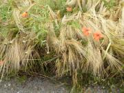 K640Git-223-Klatschmohn-am-Getreidefeld-08072021-2