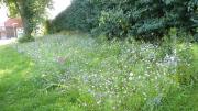 K640Git-783-Blumenbeet-v-d-Welt-14082021