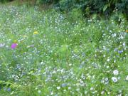 K640Git-785-Blumenbeet-v-d-Welt-14082021