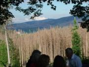 Harz-272-PolsterbergHS-Bl-Brocken-25062022