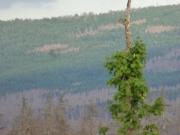 K640Harz-784-Polsterberger-Hs-trockWald-25062022---Kopie